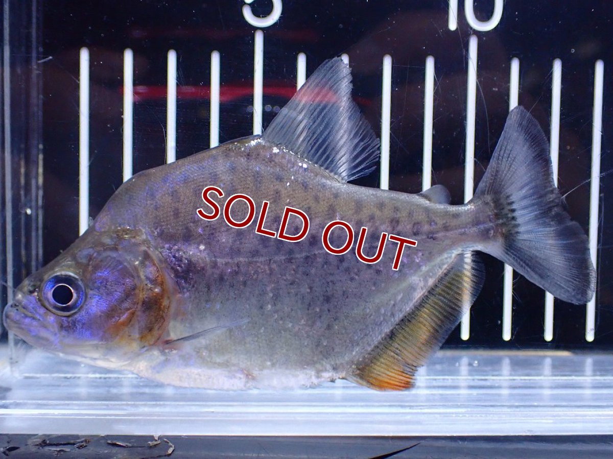 画像1: 【淡水魚】【通販】No1 カタリーナピラニア ナナイ産 ワイルド【個体販売】(±11cm)(大型魚)(生体)(熱帯魚)NKO (1)