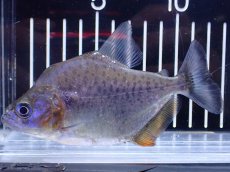 画像1: 【淡水魚】【通販】No1 カタリーナピラニア ナナイ産 ワイルド【個体販売】(±11cm)(大型魚)(生体)(熱帯魚)NKO (1)