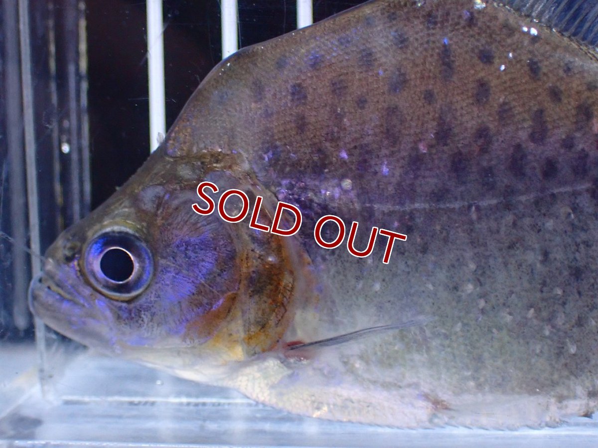 画像2: 【淡水魚】【通販】No1 カタリーナピラニア ナナイ産 ワイルド【個体販売】(±11cm)(大型魚)(生体)(熱帯魚)NKO (2)