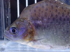 画像2: 【淡水魚】【通販】No1 カタリーナピラニア ナナイ産 ワイルド【個体販売】(±11cm)(大型魚)(生体)(熱帯魚)NKO (2)