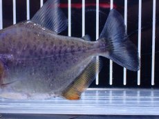 画像3: 【淡水魚】【通販】No1 カタリーナピラニア ナナイ産 ワイルド【個体販売】(±11cm)(大型魚)(生体)(熱帯魚)NKO (3)