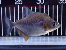 画像4: 【淡水魚】【通販】No1 カタリーナピラニア ナナイ産 ワイルド【個体販売】(±11cm)(大型魚)(生体)(熱帯魚)NKO (4)