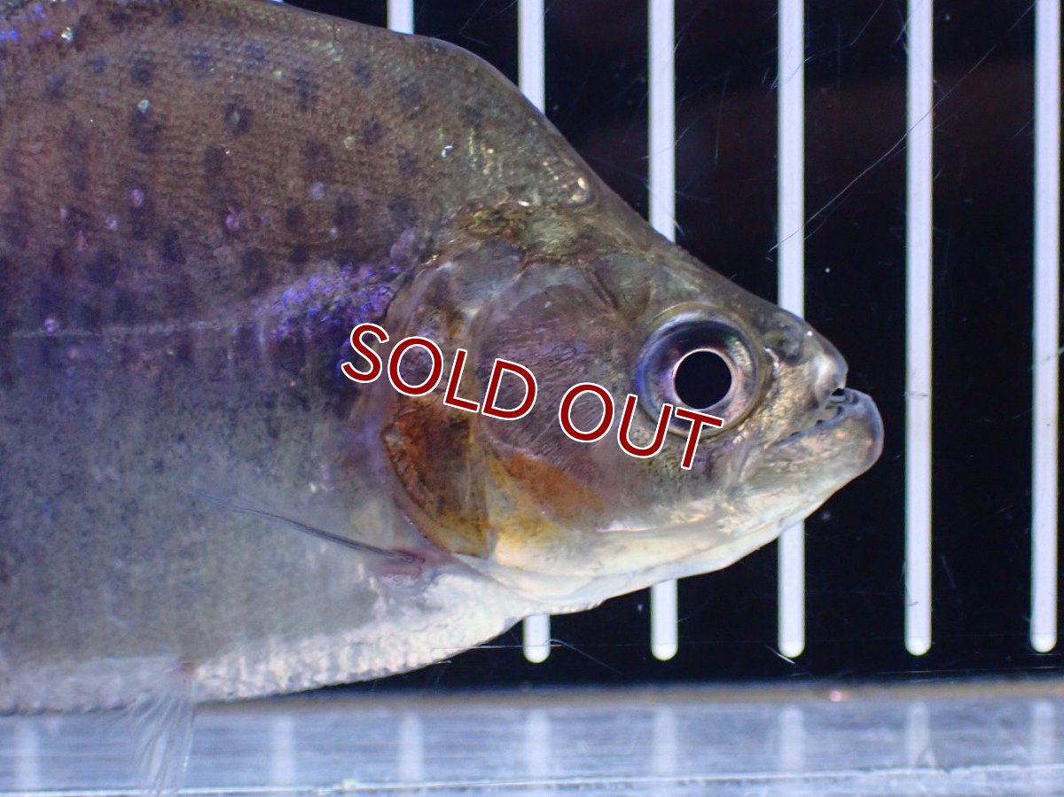 画像5: 【淡水魚】【通販】No1 カタリーナピラニア ナナイ産 ワイルド【個体販売】(±11cm)(大型魚)(生体)(熱帯魚)NKO (5)