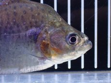 画像5: 【淡水魚】【通販】No1 カタリーナピラニア ナナイ産 ワイルド【個体販売】(±11cm)(大型魚)(生体)(熱帯魚)NKO (5)