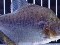画像6: 【淡水魚】【通販】No1 カタリーナピラニア ナナイ産 ワイルド【個体販売】(±11cm)(大型魚)(生体)(熱帯魚)NKO (6)