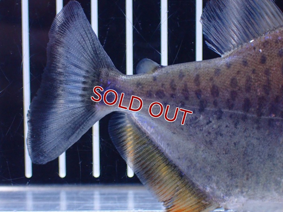 画像7: 【淡水魚】【通販】No1 カタリーナピラニア ナナイ産 ワイルド【個体販売】(±11cm)(大型魚)(生体)(熱帯魚)NKO (7)