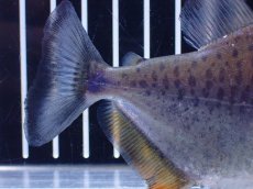 画像7: 【淡水魚】【通販】No1 カタリーナピラニア ナナイ産 ワイルド【個体販売】(±11cm)(大型魚)(生体)(熱帯魚)NKO (7)