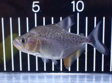 画像1: 【淡水魚】【通販】No2 カタリーナピラニア ナナイ産 ワイルド【個体販売】(±10cm)(大型魚)(生体)(熱帯魚)NKO (1)