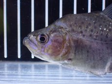 画像2: 【淡水魚】【通販】No2 カタリーナピラニア ナナイ産 ワイルド【個体販売】(±10cm)(大型魚)(生体)(熱帯魚)NKO (2)