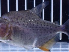 画像3: 【淡水魚】【通販】No2 カタリーナピラニア ナナイ産 ワイルド【個体販売】(±10cm)(大型魚)(生体)(熱帯魚)NKO (3)