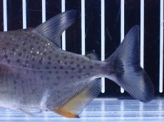 画像4: 【淡水魚】【通販】No2 カタリーナピラニア ナナイ産 ワイルド【個体販売】(±10cm)(大型魚)(生体)(熱帯魚)NKO (4)