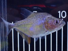 画像5: 【淡水魚】【通販】No2 カタリーナピラニア ナナイ産 ワイルド【個体販売】(±10cm)(大型魚)(生体)(熱帯魚)NKO (5)
