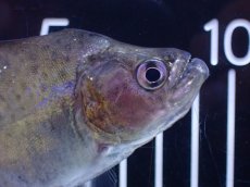 画像6: 【淡水魚】【通販】No2 カタリーナピラニア ナナイ産 ワイルド【個体販売】(±10cm)(大型魚)(生体)(熱帯魚)NKO (6)