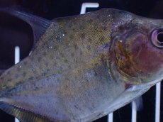 画像7: 【淡水魚】【通販】No2 カタリーナピラニア ナナイ産 ワイルド【個体販売】(±10cm)(大型魚)(生体)(熱帯魚)NKO (7)