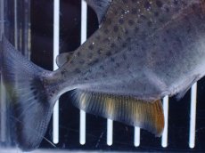 画像8: 【淡水魚】【通販】No2 カタリーナピラニア ナナイ産 ワイルド【個体販売】(±10cm)(大型魚)(生体)(熱帯魚)NKO (8)