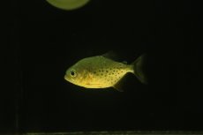 画像4: 【淡水魚】【通販】レア種 ジャイアントイエローピラニア パンタナール産 ワイルド【個体販売】(±6cm)(大型魚)(生体)(熱帯魚)NKO (4)