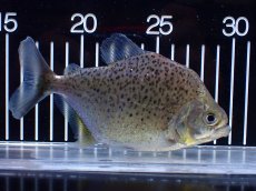 画像1: 【通販 淡水魚】レア種 オニギリピラニア ウルブ産 ワイルド【個体販売】(±14cm)(大型魚)(生体)(熱帯魚)NKO (1)