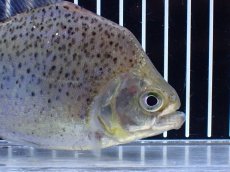 画像2: 【通販 淡水魚】レア種 オニギリピラニア ウルブ産 ワイルド【個体販売】(±14cm)(大型魚)(生体)(熱帯魚)NKO (2)