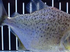 画像3: 【通販 淡水魚】レア種 オニギリピラニア ウルブ産 ワイルド【個体販売】(±14cm)(大型魚)(生体)(熱帯魚)NKO (3)