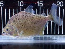 画像4: 【通販 淡水魚】レア種 オニギリピラニア ウルブ産 ワイルド【個体販売】(±14cm)(大型魚)(生体)(熱帯魚)NKO (4)