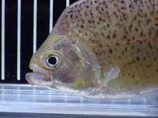 画像5: 【通販 淡水魚】レア種 オニギリピラニア ウルブ産 ワイルド【個体販売】(±14cm)(大型魚)(生体)(熱帯魚)NKO (5)