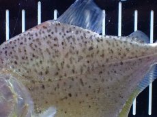 画像6: 【通販 淡水魚】レア種 オニギリピラニア ウルブ産 ワイルド【個体販売】(±14cm)(大型魚)(生体)(熱帯魚)NKO (6)