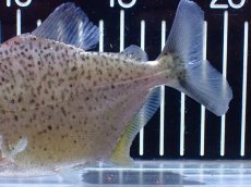 画像7: 【通販 淡水魚】レア種 オニギリピラニア ウルブ産 ワイルド【個体販売】(±14cm)(大型魚)(生体)(熱帯魚)NKO (7)