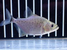 画像1: 【通販 淡水魚】超激レア スリナム共和国 ブラックピラニア マロニリバー産 ワイルド【個体販売】(±6cm)(大型魚)(生体)(熱帯魚)NKO (1)