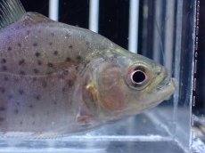 画像2: 【通販 淡水魚】超激レア スリナム共和国 ブラックピラニア マロニリバー産 ワイルド【個体販売】(±6cm)(大型魚)(生体)(熱帯魚)NKO (2)