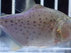 画像3: 【通販 淡水魚】超激レア スリナム共和国 ブラックピラニア マロニリバー産 ワイルド【個体販売】(±6cm)(大型魚)(生体)(熱帯魚)NKO (3)