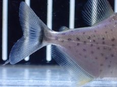 画像4: 【通販 淡水魚】超激レア スリナム共和国 ブラックピラニア マロニリバー産 ワイルド【個体販売】(±6cm)(大型魚)(生体)(熱帯魚)NKO (4)