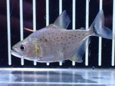 画像5: 【通販 淡水魚】超激レア スリナム共和国 ブラックピラニア マロニリバー産 ワイルド【個体販売】(±6cm)(大型魚)(生体)(熱帯魚)NKO (5)