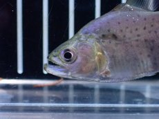 画像6: 【通販 淡水魚】超激レア スリナム共和国 ブラックピラニア マロニリバー産 ワイルド【個体販売】(±6cm)(大型魚)(生体)(熱帯魚)NKO (6)
