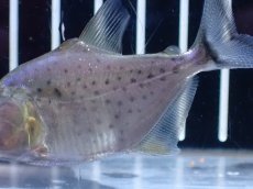 画像7: 【通販 淡水魚】超激レア スリナム共和国 ブラックピラニア マロニリバー産 ワイルド【個体販売】(±6cm)(大型魚)(生体)(熱帯魚)NKO (7)