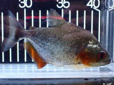 画像1: 【通販 淡水魚】レア種 ピラニア sp サンチェシー ウルブ産 ワイルド【個体販売】(±12cm)(大型魚)(生体)(熱帯魚)NKO (1)