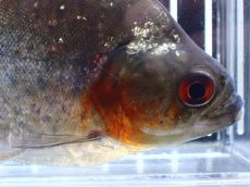 画像2: 【通販 淡水魚】レア種 ピラニア sp サンチェシー ウルブ産 ワイルド【個体販売】(±12cm)(大型魚)(生体)(熱帯魚)NKO (2)
