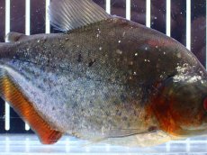 画像3: 【通販 淡水魚】レア種 ピラニア sp サンチェシー ウルブ産 ワイルド【個体販売】(±12cm)(大型魚)(生体)(熱帯魚)NKO (3)