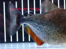 画像4: 【通販 淡水魚】レア種 ピラニア sp サンチェシー ウルブ産 ワイルド【個体販売】(±12cm)(大型魚)(生体)(熱帯魚)NKO (4)