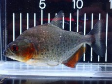 画像5: 【通販 淡水魚】レア種 ピラニア sp サンチェシー ウルブ産 ワイルド【個体販売】(±12cm)(大型魚)(生体)(熱帯魚)NKO (5)