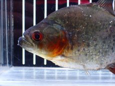 画像6: 【通販 淡水魚】レア種 ピラニア sp サンチェシー ウルブ産 ワイルド【個体販売】(±12cm)(大型魚)(生体)(熱帯魚)NKO (6)