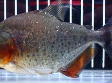画像7: 【通販 淡水魚】レア種 ピラニア sp サンチェシー ウルブ産 ワイルド【個体販売】(±12cm)(大型魚)(生体)(熱帯魚)NKO (7)