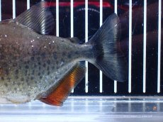 画像8: 【通販 淡水魚】レア種 ピラニア sp サンチェシー ウルブ産 ワイルド【個体販売】(±12cm)(大型魚)(生体)(熱帯魚)NKO (8)