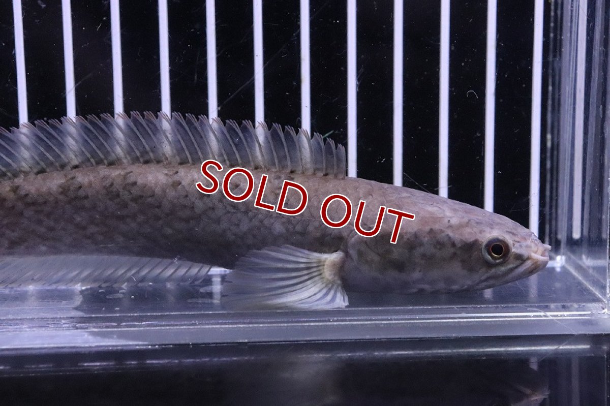 画像2: 【淡水魚】激安 ラオス ファイヤーバックスネークヘッド ワイルド【1匹 サンプル画像】(±10-13cm)(大型魚)(生体)(熱帯魚)NKO (2)