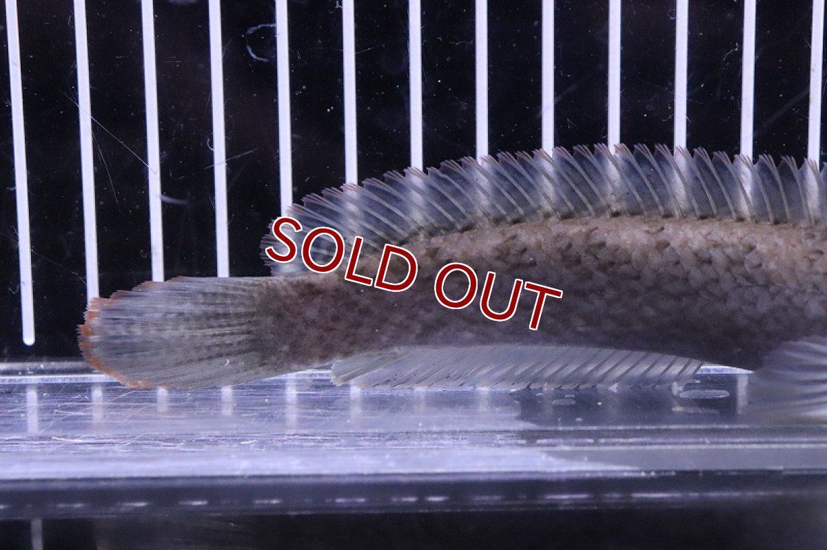 画像3: 【淡水魚】激安 ラオス ファイヤーバックスネークヘッド ワイルド【1匹 サンプル画像】(±10-13cm)(大型魚)(生体)(熱帯魚)NKO (3)