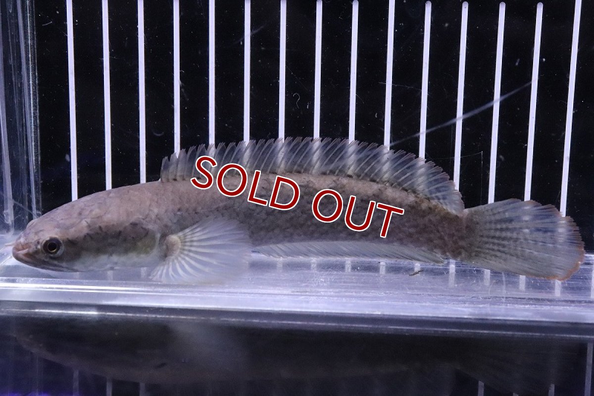 画像4: 【淡水魚】激安 ラオス ファイヤーバックスネークヘッド ワイルド【1匹 サンプル画像】(±10-13cm)(大型魚)(生体)(熱帯魚)NKO (4)