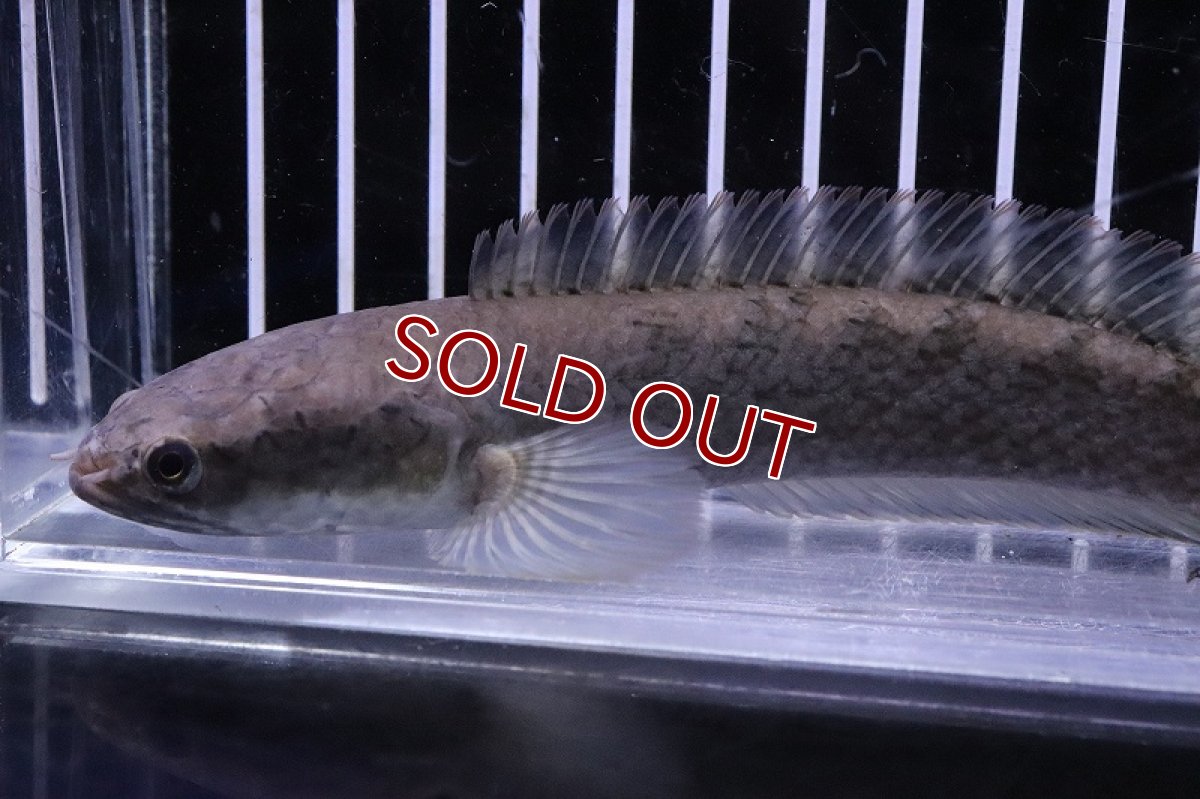 画像5: 【淡水魚】激安 ラオス ファイヤーバックスネークヘッド ワイルド【1匹 サンプル画像】(±10-13cm)(大型魚)(生体)(熱帯魚)NKO (5)