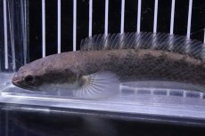 画像5: 【淡水魚】【通販】激安 ラオス ファイヤーバックスネークヘッド ワイルド【1匹 サンプル画像】(±10-13cm)(大型魚)(生体)(熱帯魚)NKO (5)