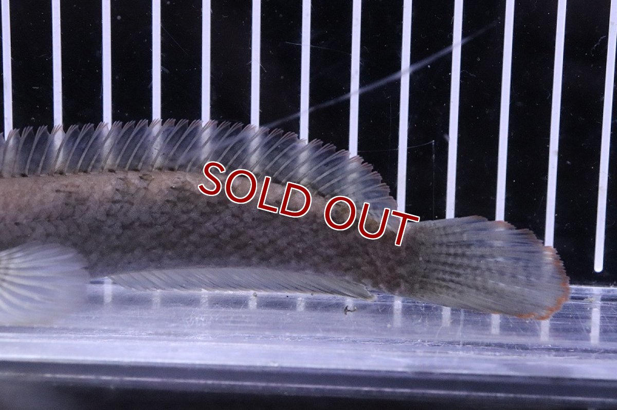 画像6: 【淡水魚】激安 ラオス ファイヤーバックスネークヘッド ワイルド【1匹 サンプル画像】(±10-13cm)(大型魚)(生体)(熱帯魚)NKO (6)