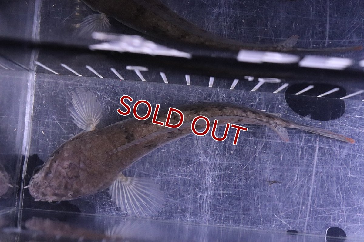 画像7: 【淡水魚】激安 ラオス ファイヤーバックスネークヘッド ワイルド【1匹 サンプル画像】(±10-13cm)(大型魚)(生体)(熱帯魚)NKO (7)