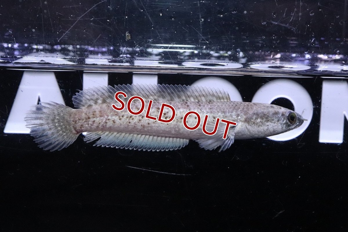画像2: 【淡水魚】激安 No5 チャンナ sp ブラックダイヤモンド ワイルド【個体販売】(±7cm)(大型魚)(生体)(熱帯魚)NKO (2)